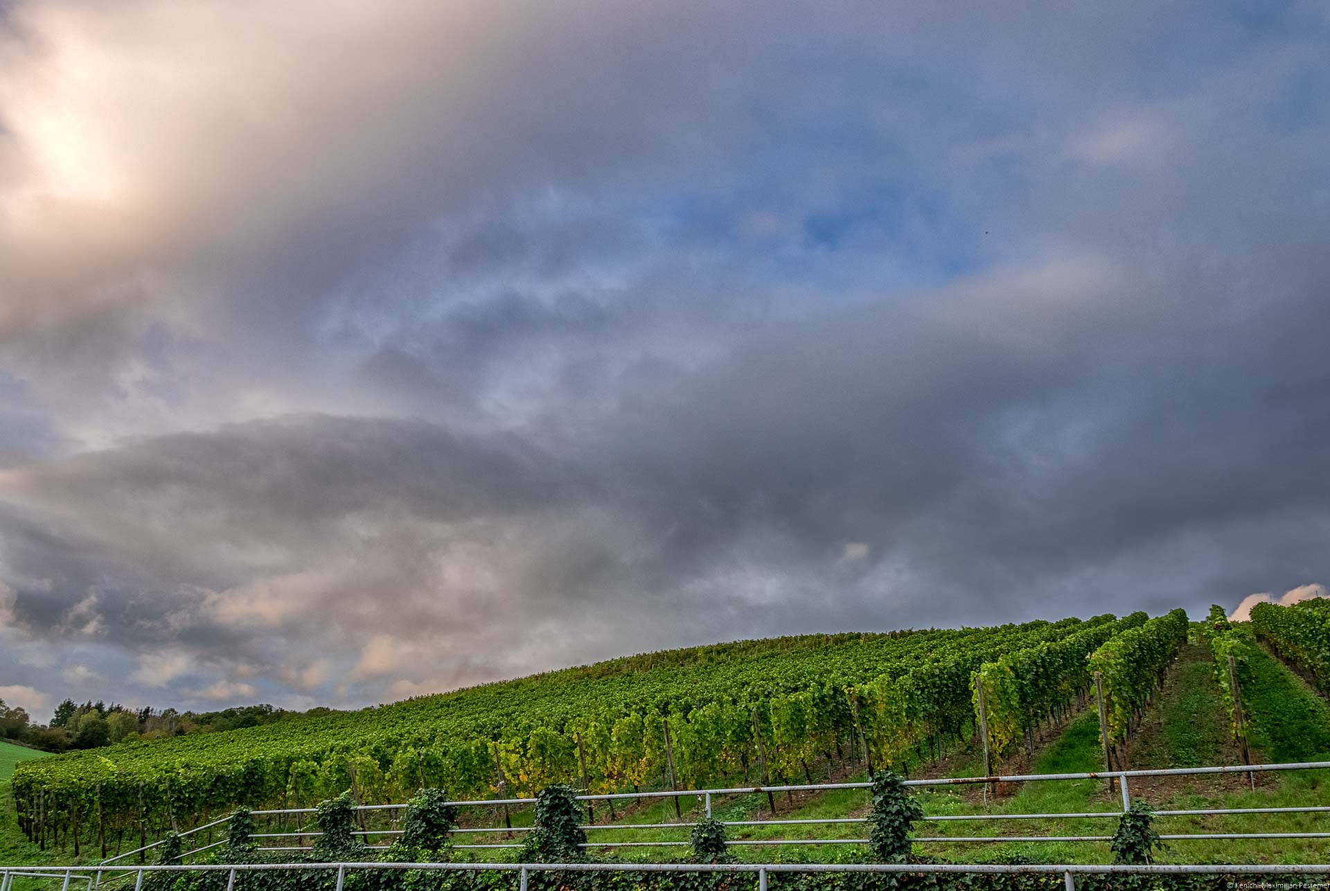Weinberg Heppinger Berg am Hang während der Abendsonne