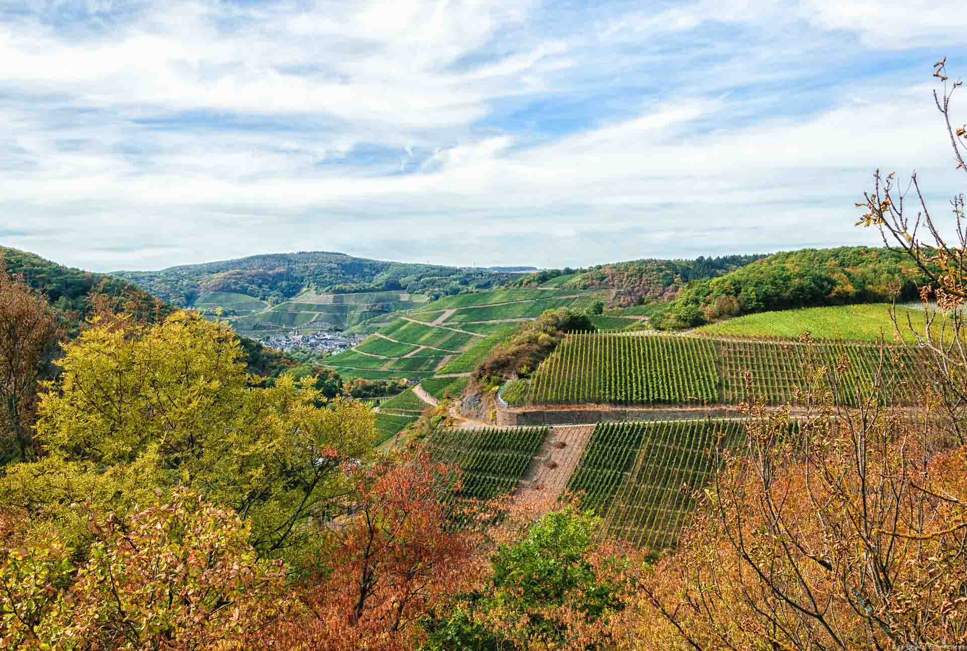 Wald vorne, Herbst, Weinberg Marienthaler Rosenberg