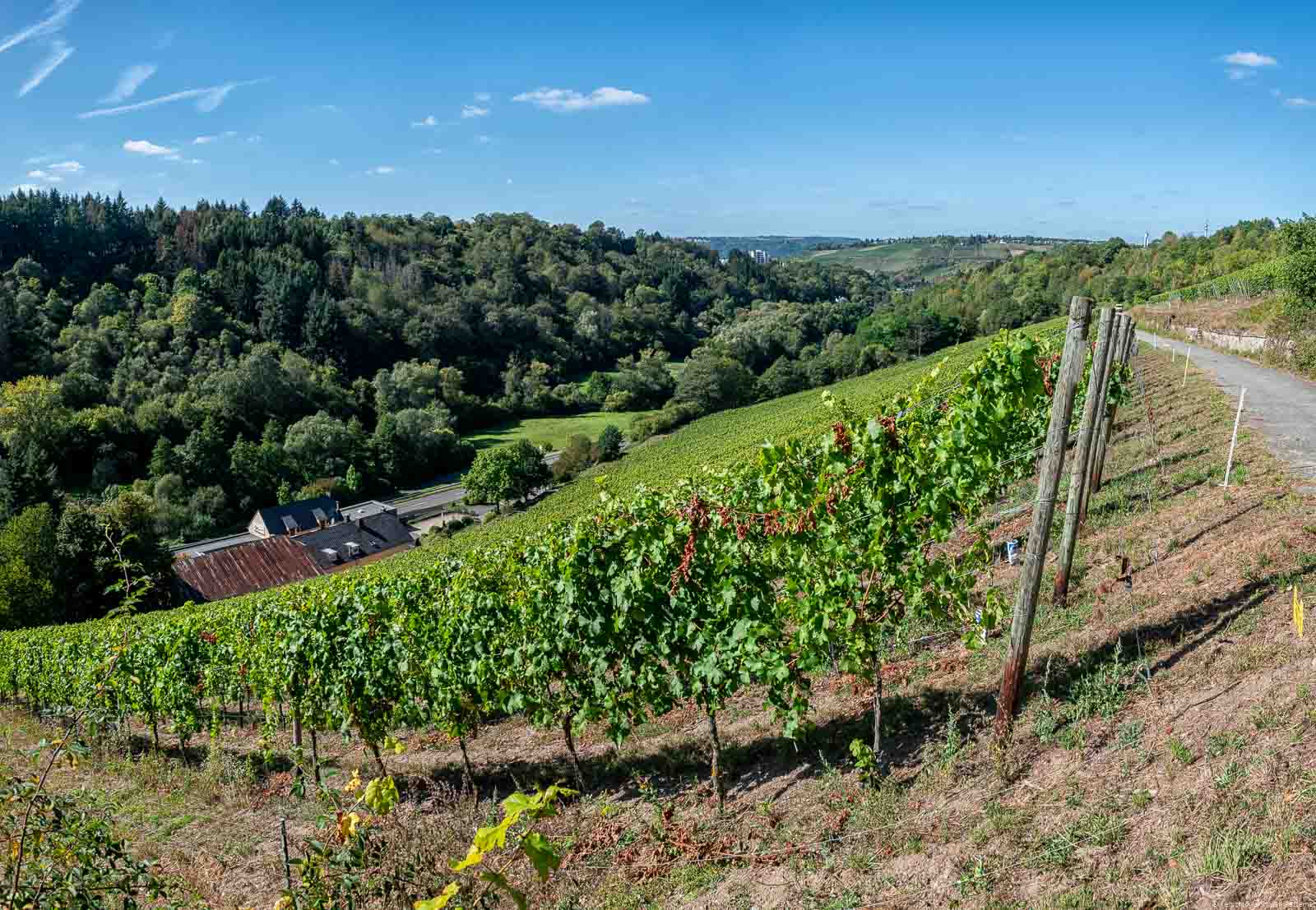 Vom Weinberg Trierer St. Martiner Hofberg blickt man in Richtung des Olewiger Tals bei Trier. Im Hintergrund ist Wald. Am blauen Himmel sind ganz wenige Wolken.