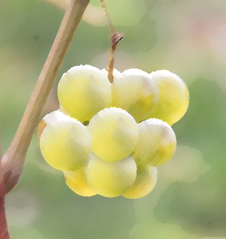 Gelbe Weißwein-Traube des Chardonnay mit grünem Hintergrund;