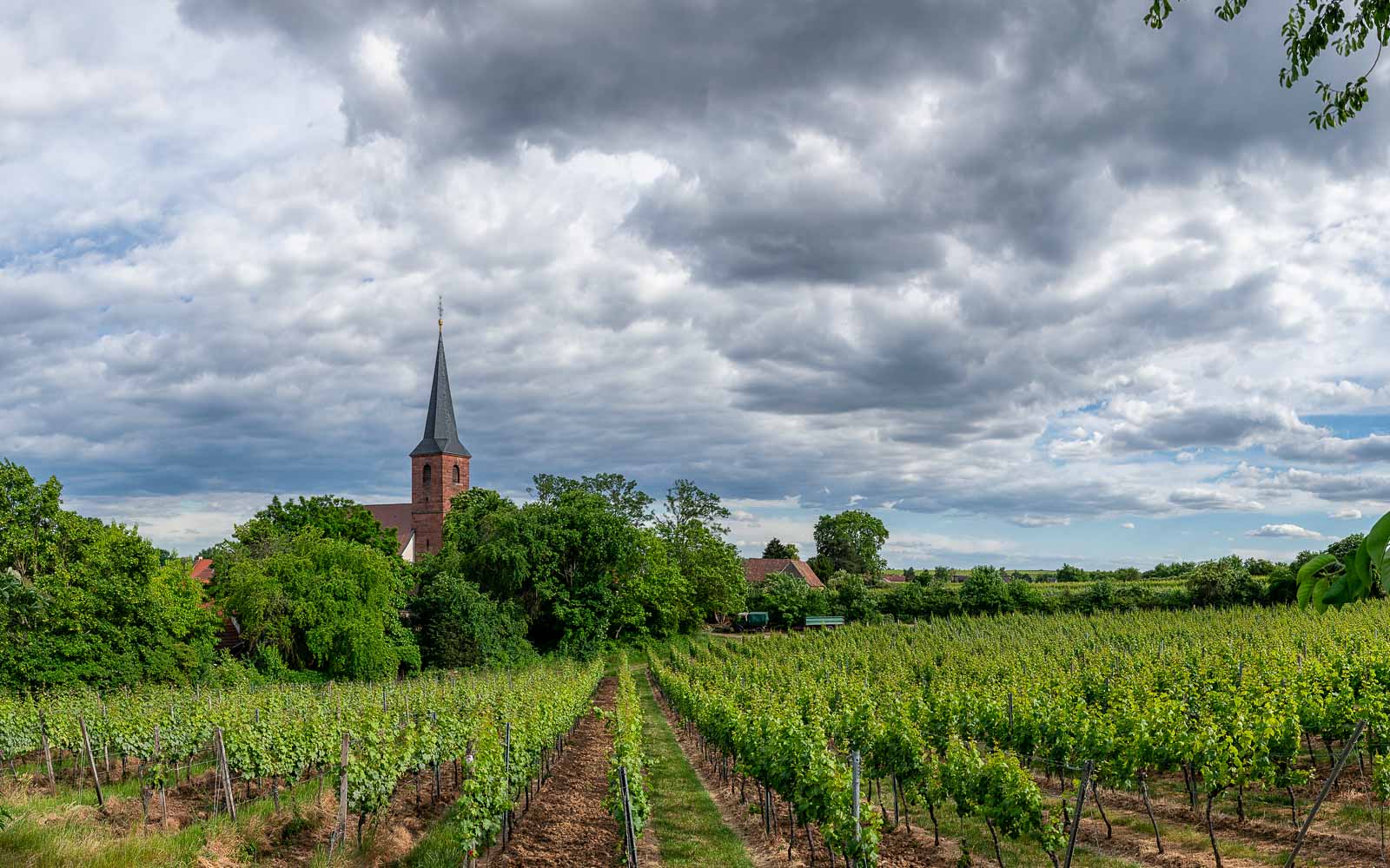 Weinberg Forster Kirchenstück, Bäume, Kirche und bewölkter Himmel