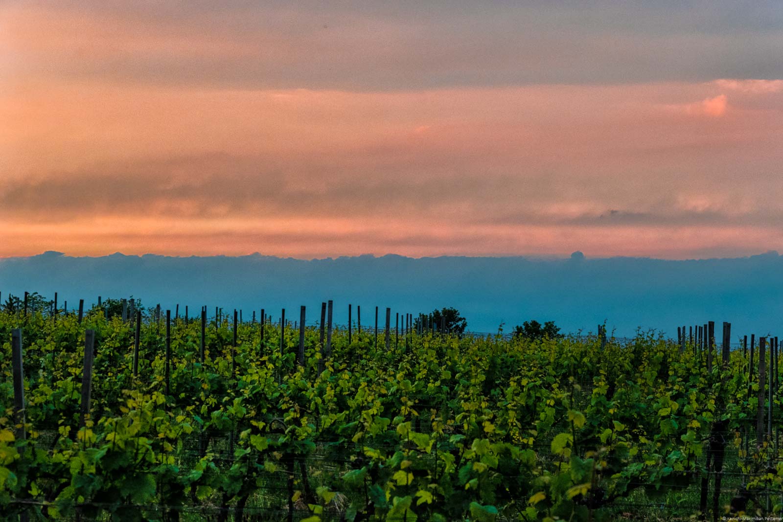 Sonnenuntergang am Weinberg Forster Ungeheuer an der deutschen Weinstraße