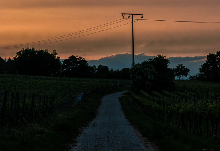 Weg in Weinberg Forster Ungeheuer in Pfalz mit Strommast, Sonnenuntergang, oranger Himmel, blaue Wolken, Bäume