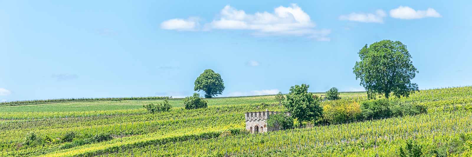 Turm im Weinberg Klosterstück in der Pfalz, blauer Himmel mit einigen Wolken