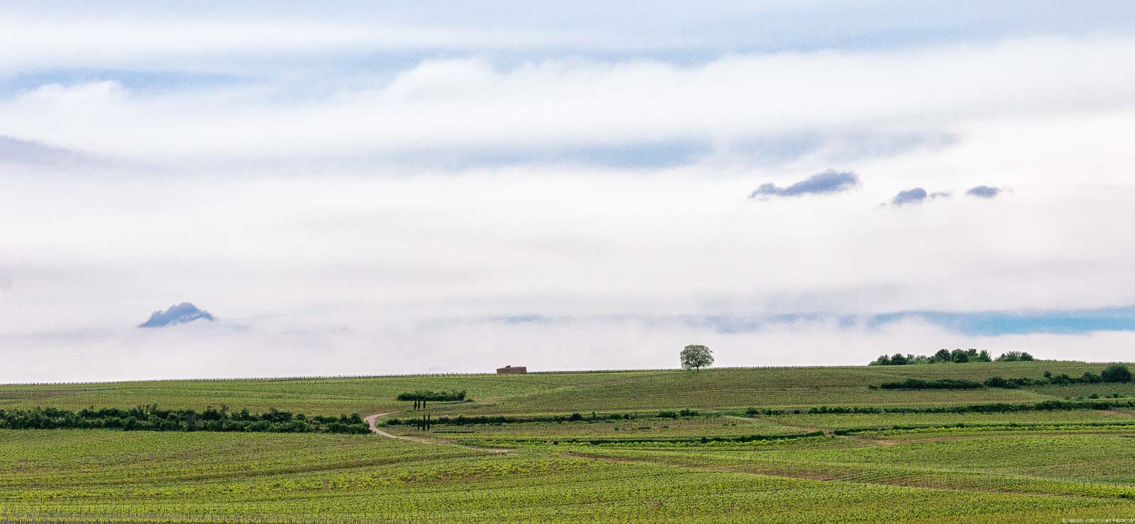 Weinberg Nieder Flörsheimer Frauenberg in Rheinhessen und Wolken