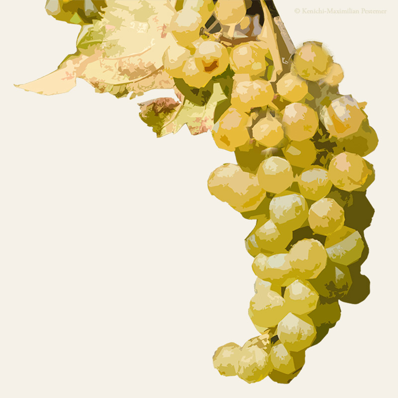 Riesling Aromen Traube in gold-gelber Farbe illustriert
