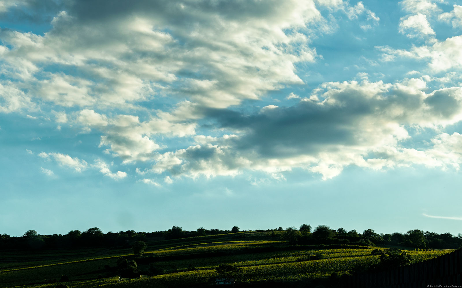 Weinberg Sausenheimer Honigsack beim Sonnenuntergang am frühen Abend. Am blauen Himmel der Weinregion Pfalz sind Wolken. Man erkennt einige Bäume auf dem Weinberg von dem bekannte Pfälzer Weine kommen.