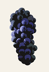 Spätburgunder aka Pinot Noir Traube illustriert kleiner
