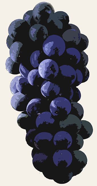 Spätburgunder aka Pinot Noir Trauben illustriert