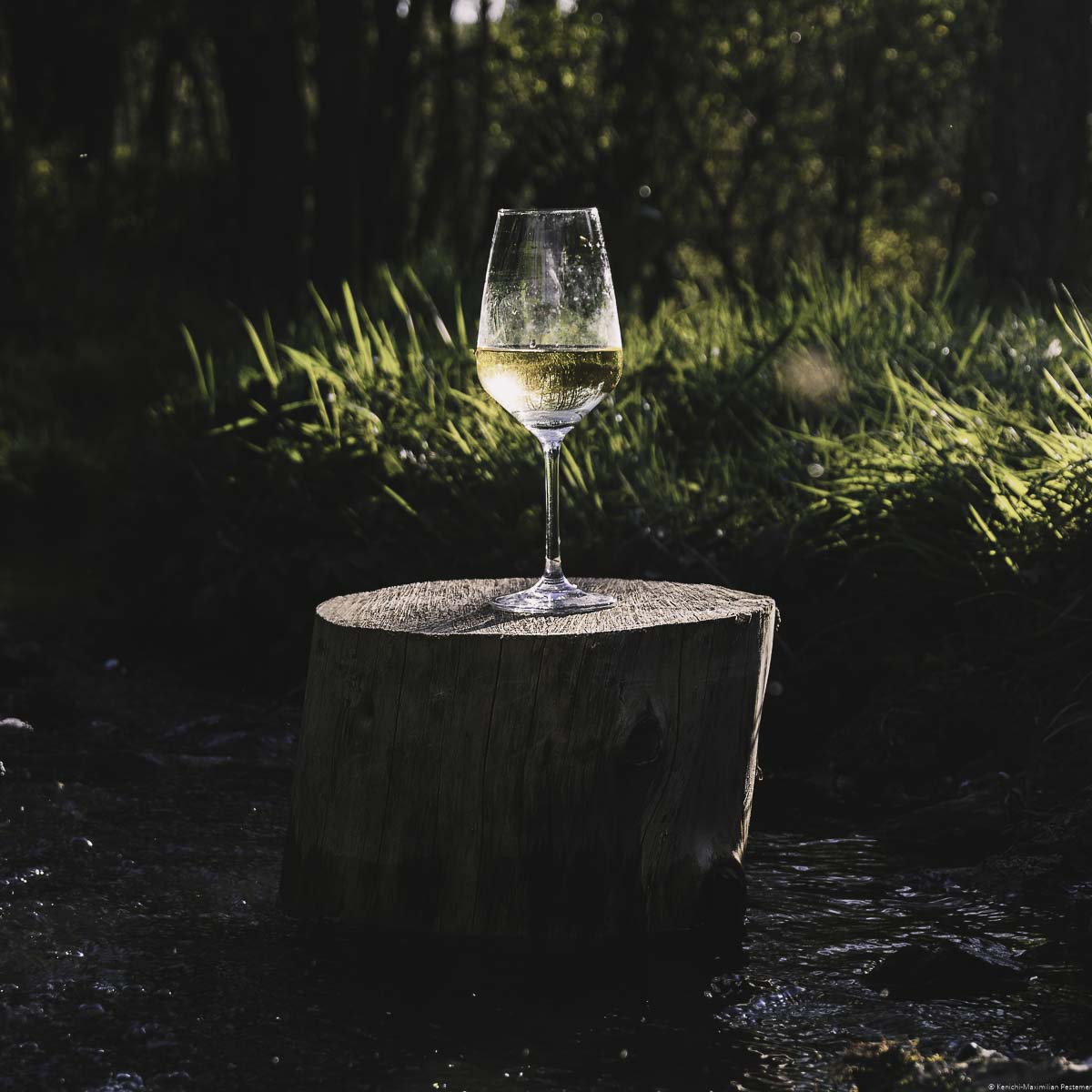 Glas für Weißweine mit Riesling gefüllt auf Baumstumpf in einem Bach sowie Gräsern und Bäumen im Hintergrund