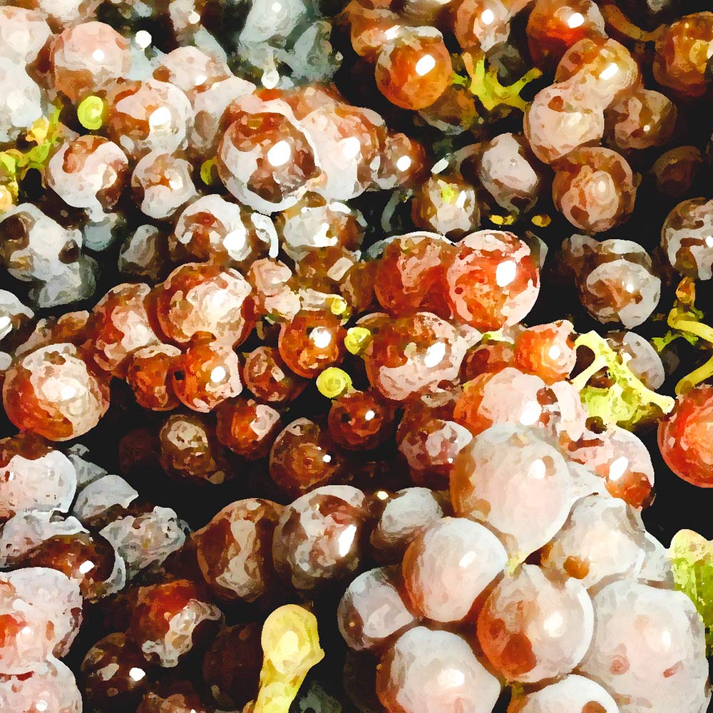 Trauben von Weißburgunder aka Pinot Blanc in verschiedenen Farben, Weißburgunder