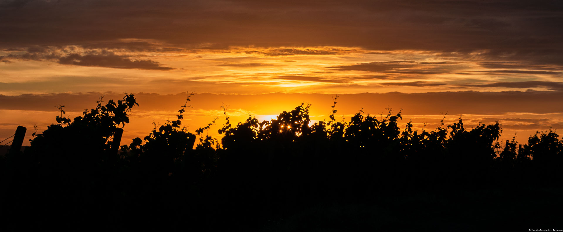 Rebsorten Riesling; Schwarze Silhouette der Reben; Orangener rötlicher Himmel; Wolken; Sonnenuntergang am Wiltinger Braunfels in der Vols
