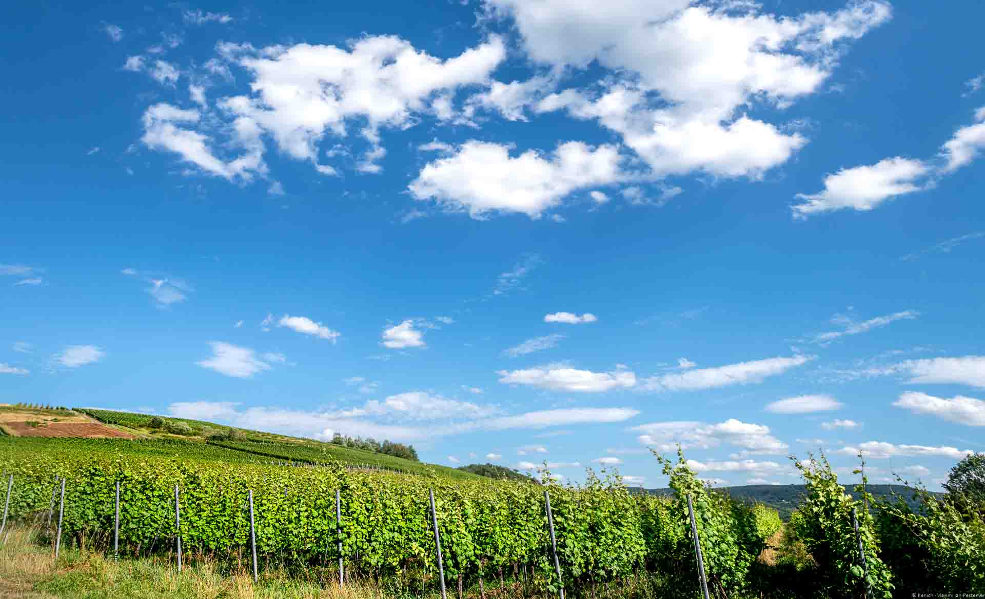 Der Weinberg Wiltinger Kupp ist unten und vorne. Oben sind Wolken am blauen Himmel.