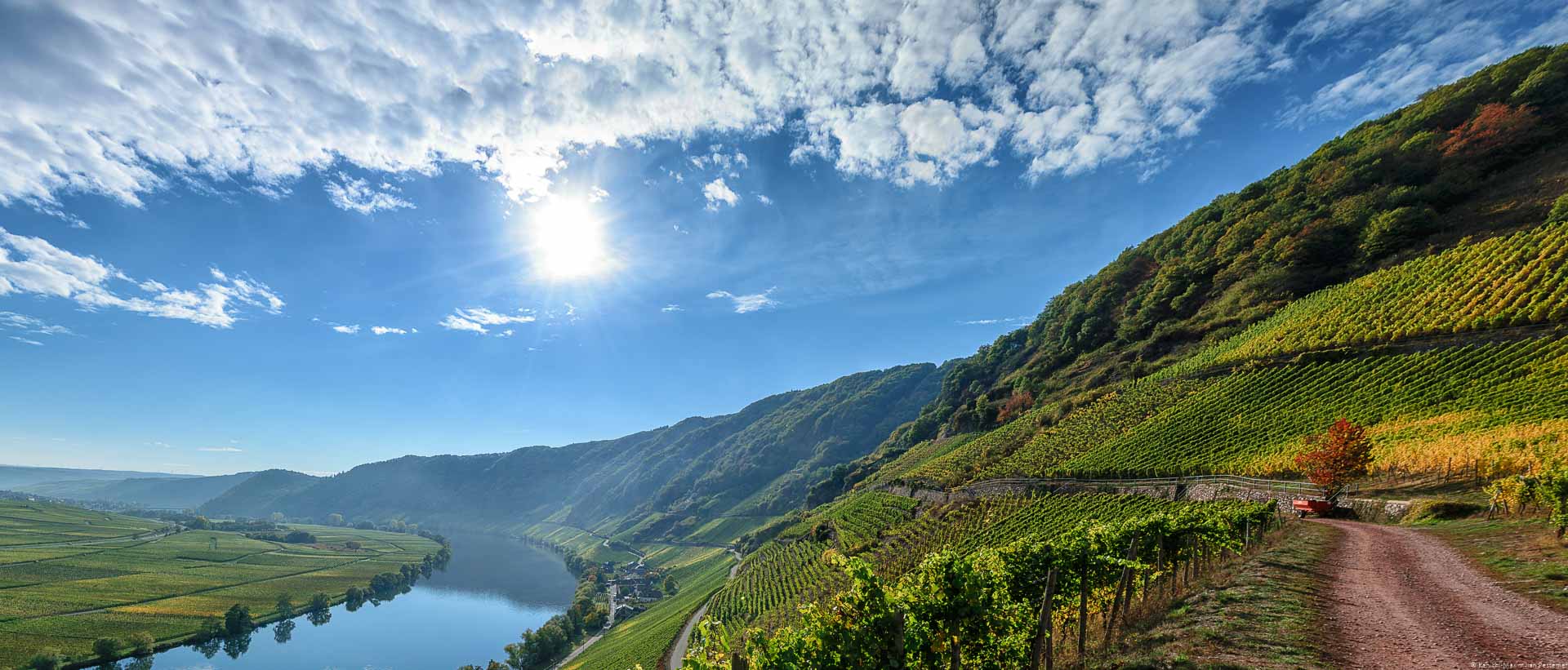 Vorne rechts befindet sich der Weinberg Piesporter Falkenberg im Herbst. Unten links fließt die Mosel. Der Himmel ist blau und leicht bewölkt. Man blickt in die Sonne hinein.