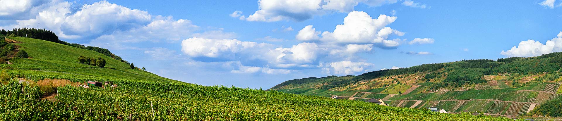Vorne befindet sich der flache Bereich des Pölicher Held. Hinten rechts sieht man den steilen Bereich des Weinbergs. Oben links sind einige Bäume. Am blauen Himmel sind Wolken.