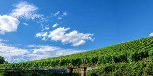 Unten liegt der Weinberg Wiltinger Kupp. Oben am blauen Himmel sind einige Wolken links.