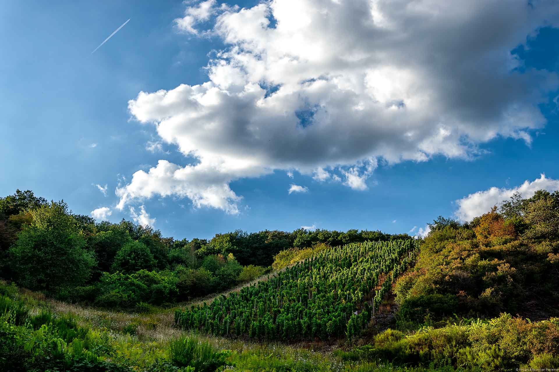 Der Weinberg Wiltinger Schlangengraben mit, Parzelle aus alten Reben von 1920 ist umgeben von Wald und Wiesen. Ein Wolke ist am blauen Himmel.