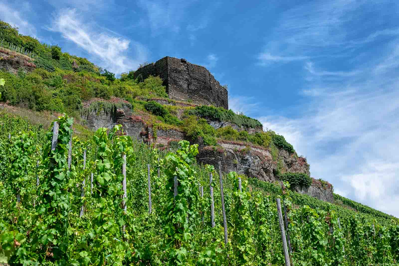 Steiler Weinberg Zeltinger Sonnenuhr mit Burgruine Kunibertsburg, auch bekannt als Rosenburg, mit Wolken am blauen Himmel