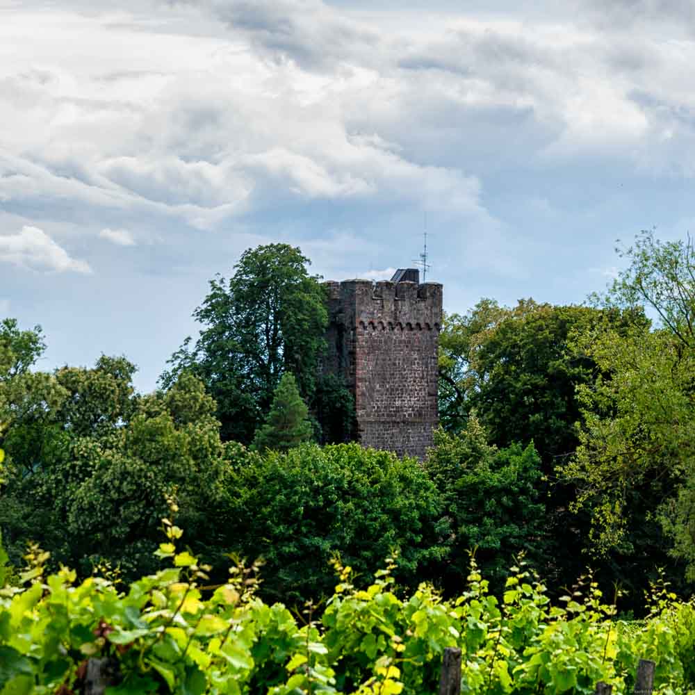 Burt Saint-Paul in den Weinbergen der Südpfalz. Vorne sind Reben. Dahinter sind Bäume. Man erkennt einen Turm. Der leicht blaue Himmel ist bewölkt.
