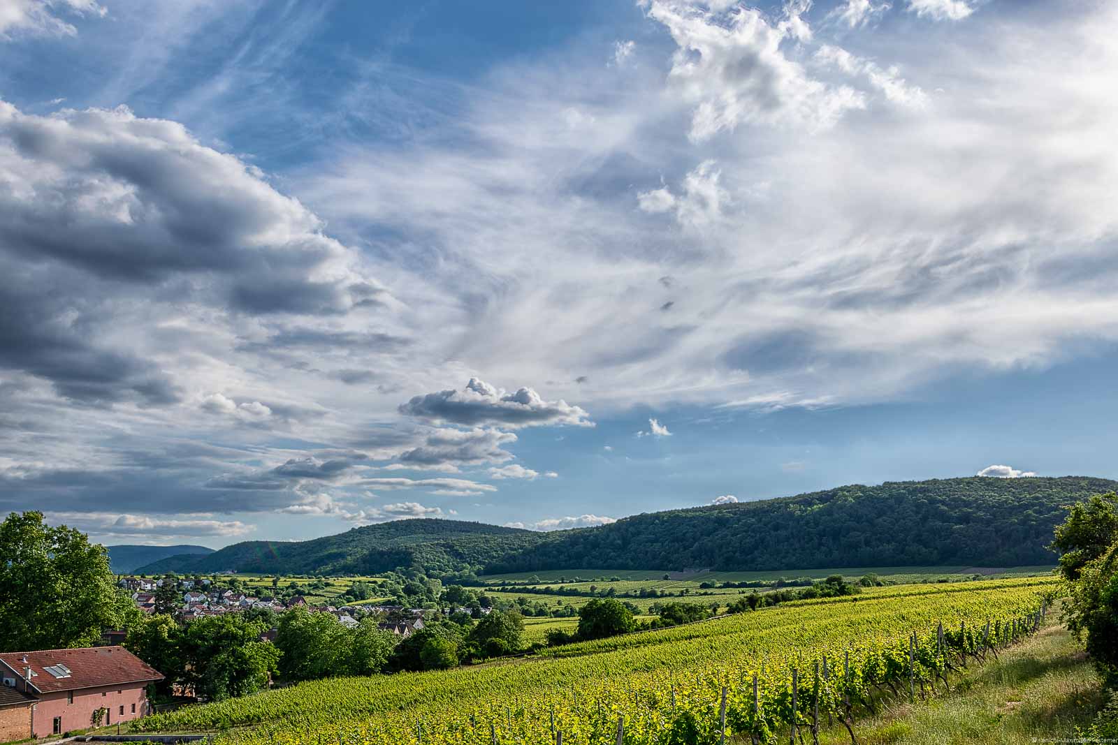 Vorne befindet sich der Pfälzer Weinberg Deidesheimer Grainhübel. Im Hintergrund links erkennt man Häuser eines Ortes. Im Hintergrund sind weitere Weinberge, bewaldtete Hügel und Wolken am blauen Himmel.