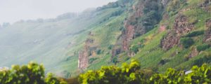Der Weinberg Erdener Prälat an der Mosel mit roten Felsen im Weinberg