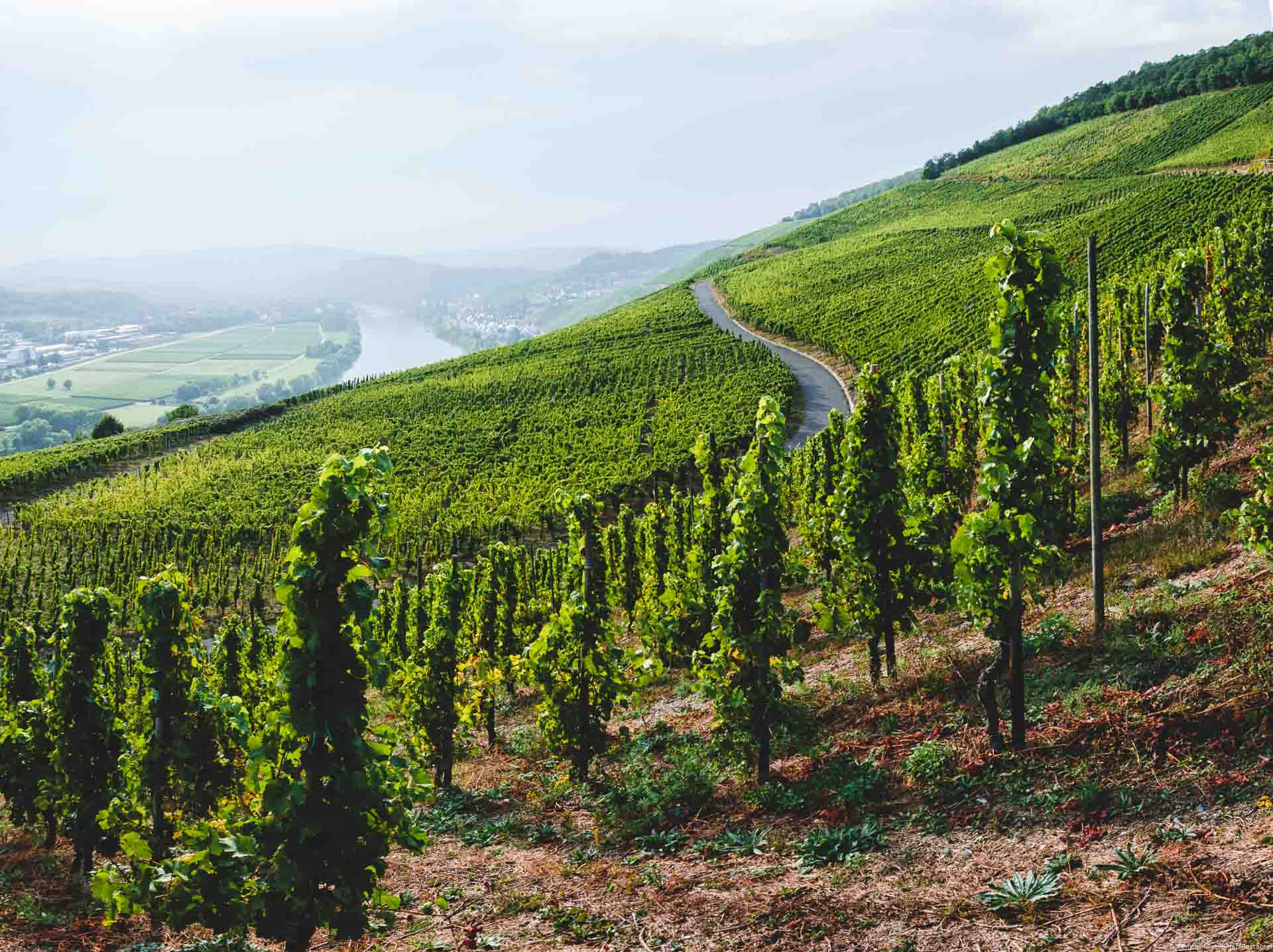 Blick auf Riesling-Reben im Weinberg Kueser Kardinalsberg. Im Hintergunrd fließt die Mosel. Man erkennt im Nebel hinten die Orte Andel und Lieser. Der Himmel ist bewölkt.
