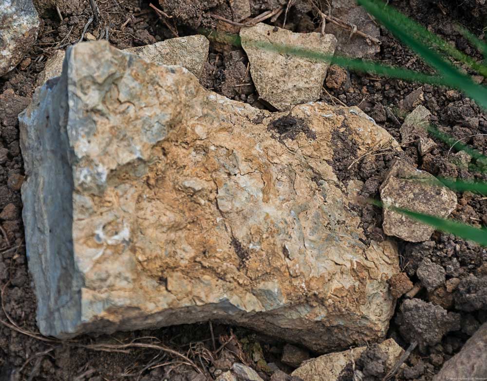 Diese Muschelkalk-Gestein stammt aus der Südpfalz bei Wissembourg und Rechten-Schweigen