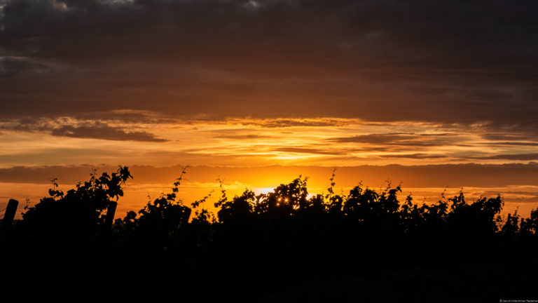 Sonnenuntergang am Weinberg Wiltinger Braunfels an der Parzelle Vols. Vorne befinden sich Reben. Der Himmel ist in orange und rötlich gefärbt.