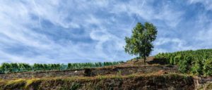 In der Mitte erkennt man Mauern, die Terrassen bilden. Dort befindet sich auch ein Baum. Links und Rechts befinden Sich Spätburgunder-Reben. Am blauen Himmel sind Wolken-Schlieren.