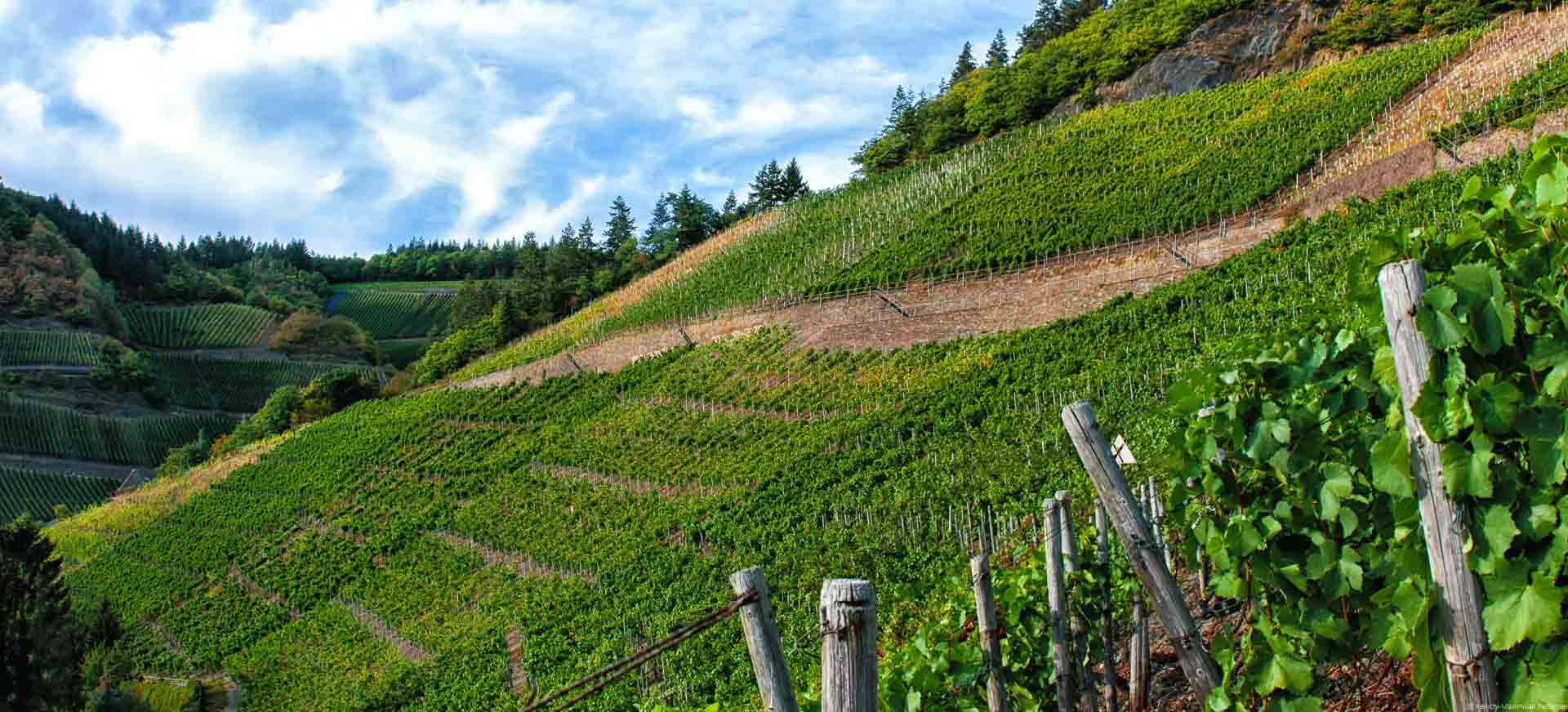 Der Weinberg Marienthaler Trotzenberg ist ein Steilhang im Ahrtal. Dort werden Spätburgunder-Trauben kultiviert