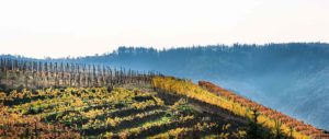 Weinberge mit am oberen Teil des Berges im Herbst. Die Blätter sind gelb und orange. Im Hintergrund sind bewaldete Hügel. Das Foto wurde bei Dernau aufgenommen.