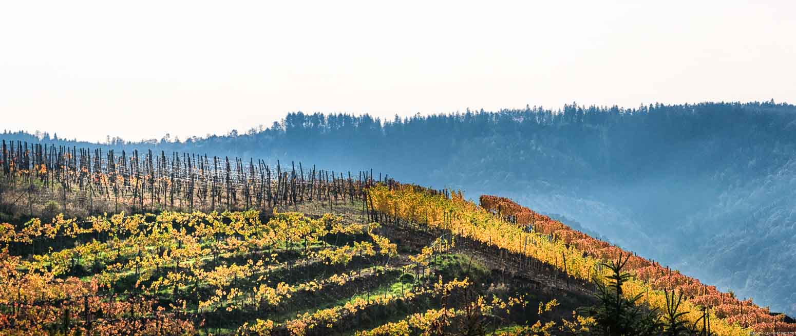 Weinberge mit am oberen Teil des Berges im Herbst. Die Blätter sind gelb und orange. Im Hintergrund sind bewaldete Hügel. Das Foto wurde bei Dernau aufgenommen.