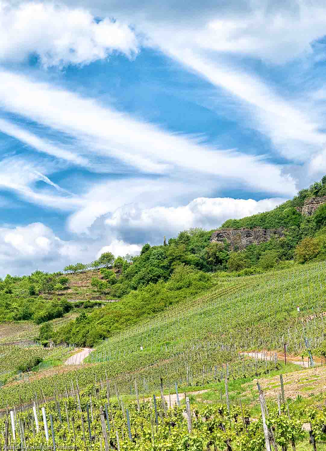 Ein Weg verläuft durch den Weinberg Nitteler Leiterchen. In der Mitte des Bildes befindet sich das obere Ende des Weinberges. Dort sind Bäume und der Dolomitfels. Am blauen Himmel sind weiße Wolken.