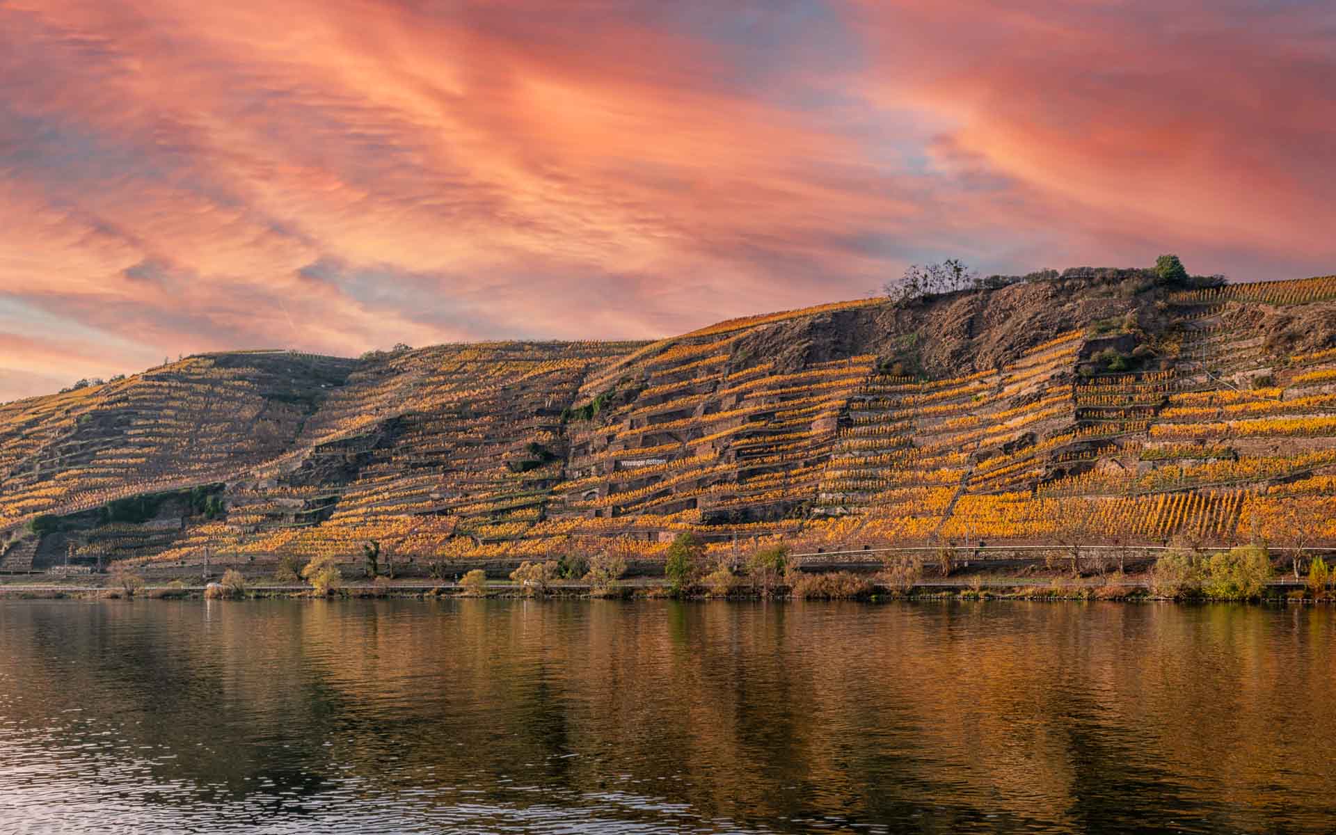Im Vordergrund fließt der Fluss Mosel. In der Mosel spiegelt sich der Weinberg. Am Ufer der Mosel in der Mitte des Fotos befindet sich der Weinberg "Winninger Röttgen". Dieser Weinberg befindet sich an der Untermosel, die auch als Terrassemosel bekannt ist. Der Himmel ist blau, orange, rosa und rot.