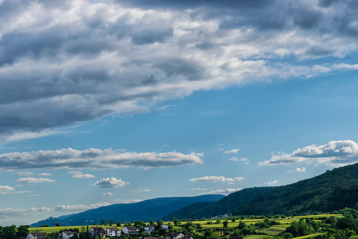Weinberg Deidesheimer Reiterpfad in der Pfalz mit Bergen, Wald und Wolken