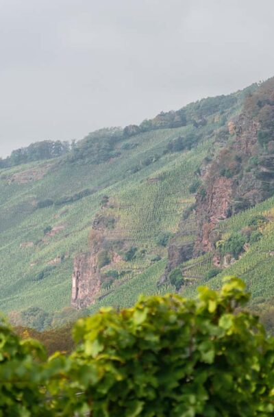 Im Vordergrund sind unscharfe Rieslingreben mit grünen Blättern. Im Hintergrund erheben sich die roten Felsen des Weinbergs Erdener Prälat unter grauem Himmel und Reben.
