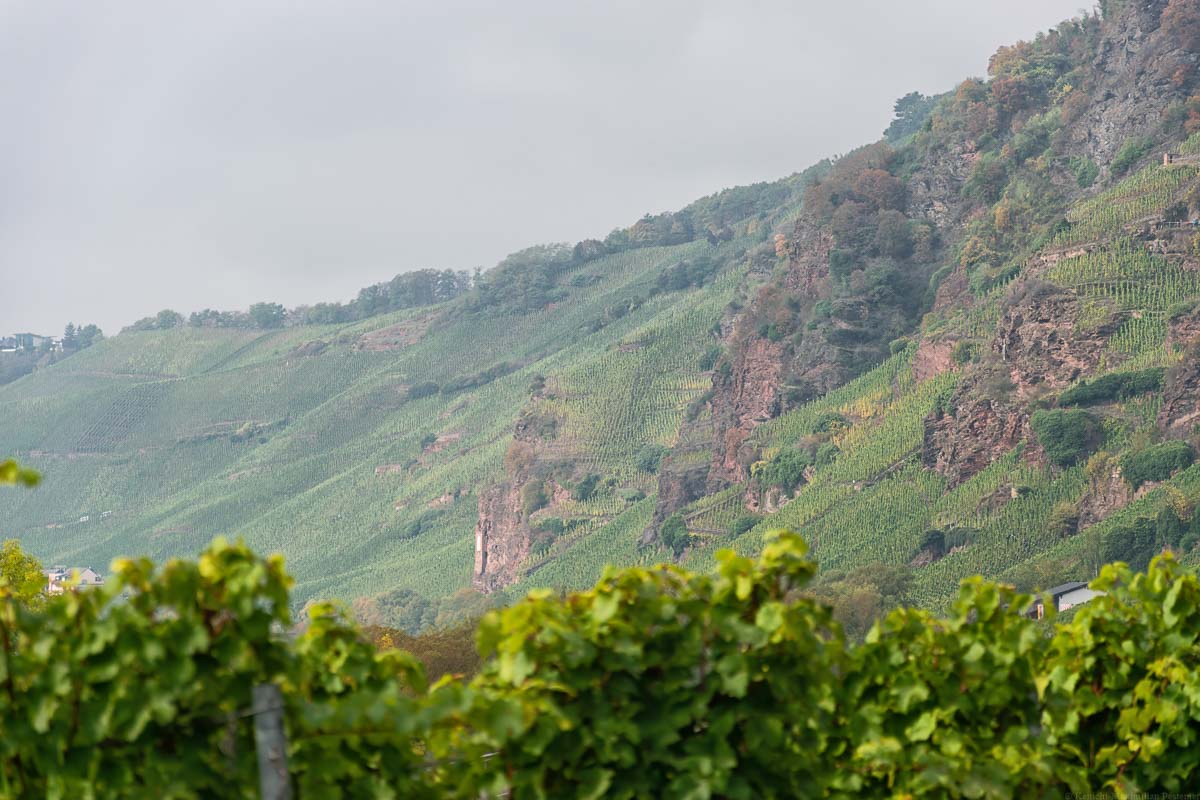 Im Vordergrund sind unscharfe Rieslingreben mit grünen Blättern. Im Hintergrund erheben sich die roten Felsen des Weinbergs Erdener Prälat unter grauem Himmel und Reben.