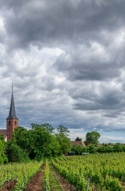 Bewölkt, der Weingarten “Forster Kirchenstück” <em>4zu3</em>