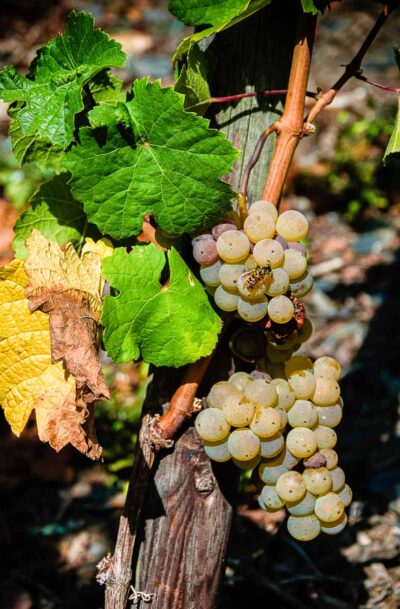 Genuss Pur: Nichts trennt die Wespe vom Riesling <em>1zu1</em>