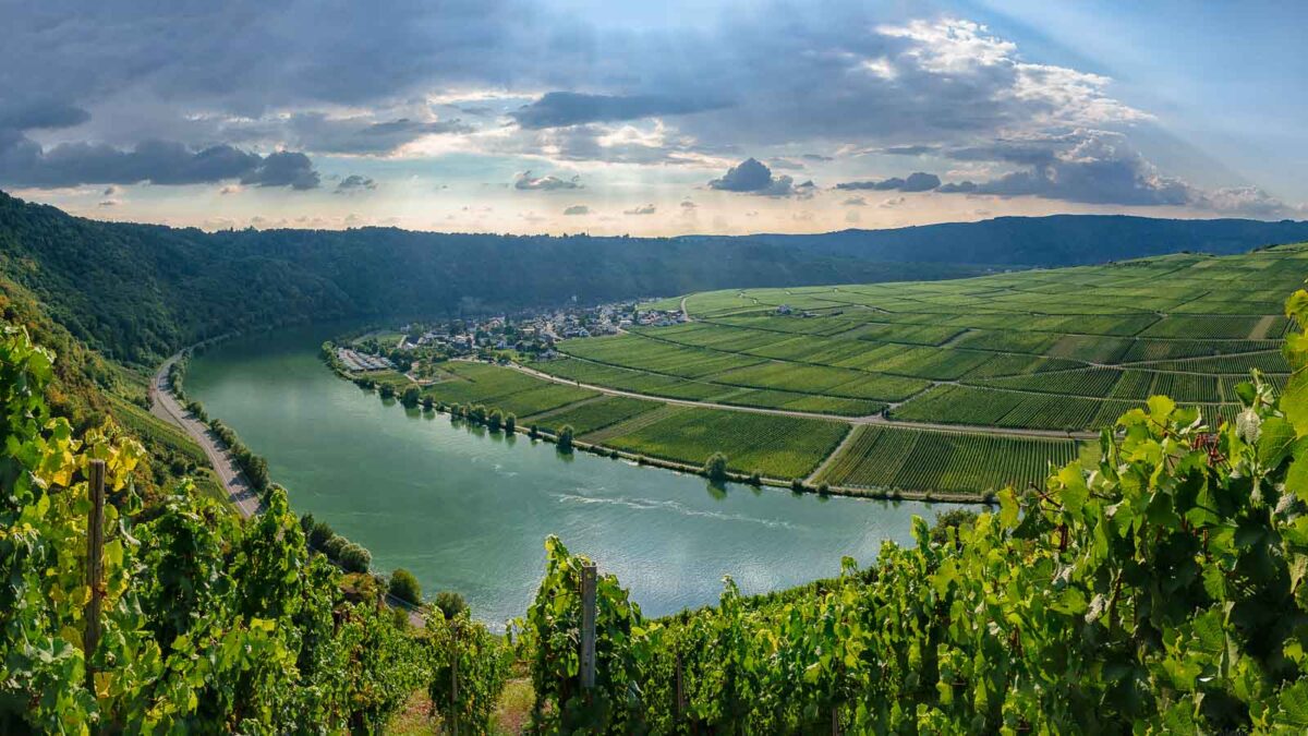 Blick von Wintricher Ohligsberg auf Minheimer Sonneninsel, Fluss Mosel, Landzunge, Ort Minheim und Weinberg Minheimer Rosenberg