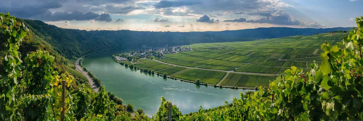 Blick von Wintricher Ohligsberg auf Minheimer Sonneninsel, Fluss Mosel, Landzunge, Ort Minheim und Weinberg Minheimer Rosenberg