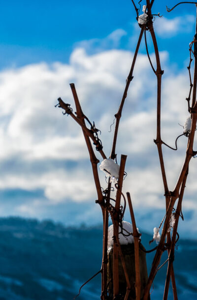 Von Eis und Schnee bedeckte Riesling-Rebe im Winter mit bläulichem Hintergrund an der Trittenheimer Apotheke.