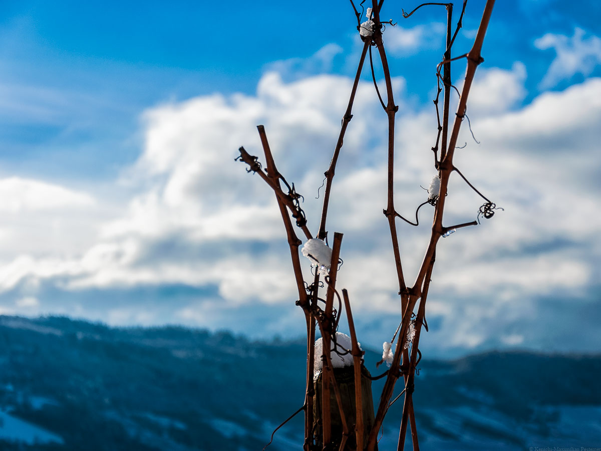 Von Eis und Schnee bedeckte Riesling-Rebe im Winter mit bläulichem Hintergrund an der Trittenheimer Apotheke.