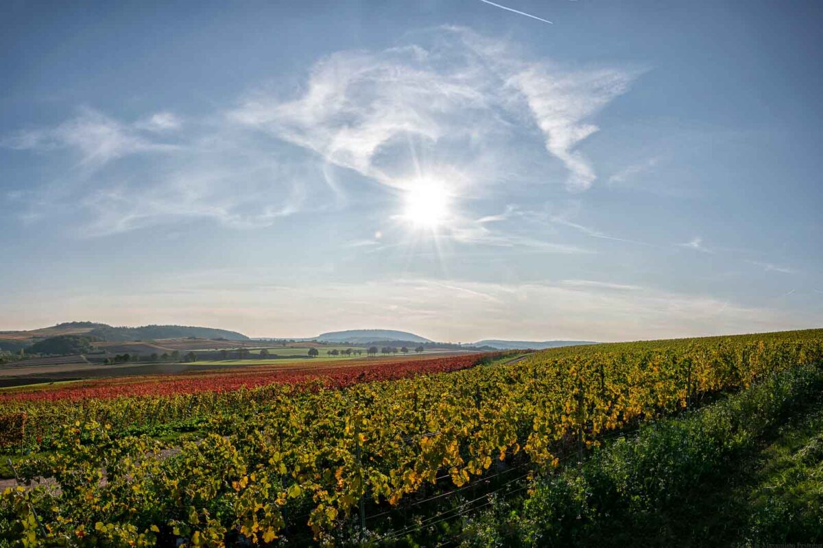 Reben sonnenverwöhnt: Bunt in Rheinhessen <em>3zu2</em>
