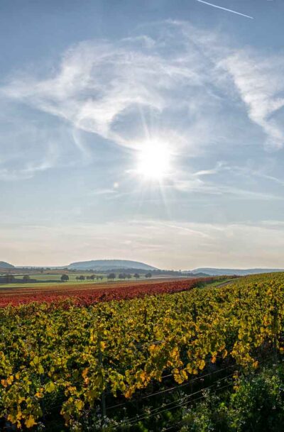 Reben sonnenverwöhnt: Bunt in Rheinhessen <em>3zu2</em>