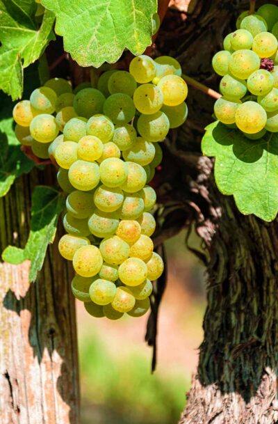 Gelassen und würdevoll will er sein: Der Müller-Thurgau <em>4zu3</em>