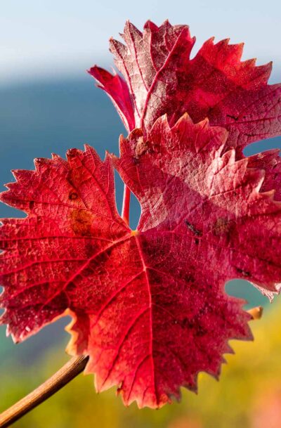 Herbstliches Weinblatt an der Oberen Nahe <em>1zu1</em>