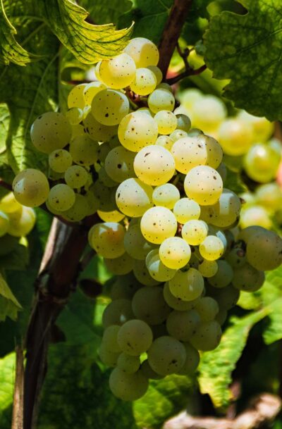 Saar Riesling Traube: Sanft – Filigran <em>1zu1</em>
