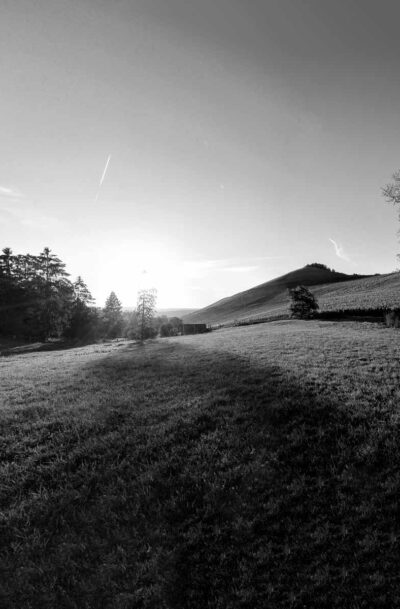 Foto in Schwarz und Weiß. Sonnenuntergang am Weinberg Wiltinger Scharzhofberger. Vorne ist eine Wiese. Links sind Bäume und der Scharzhof. Der Himmel ist rötlich und blau.