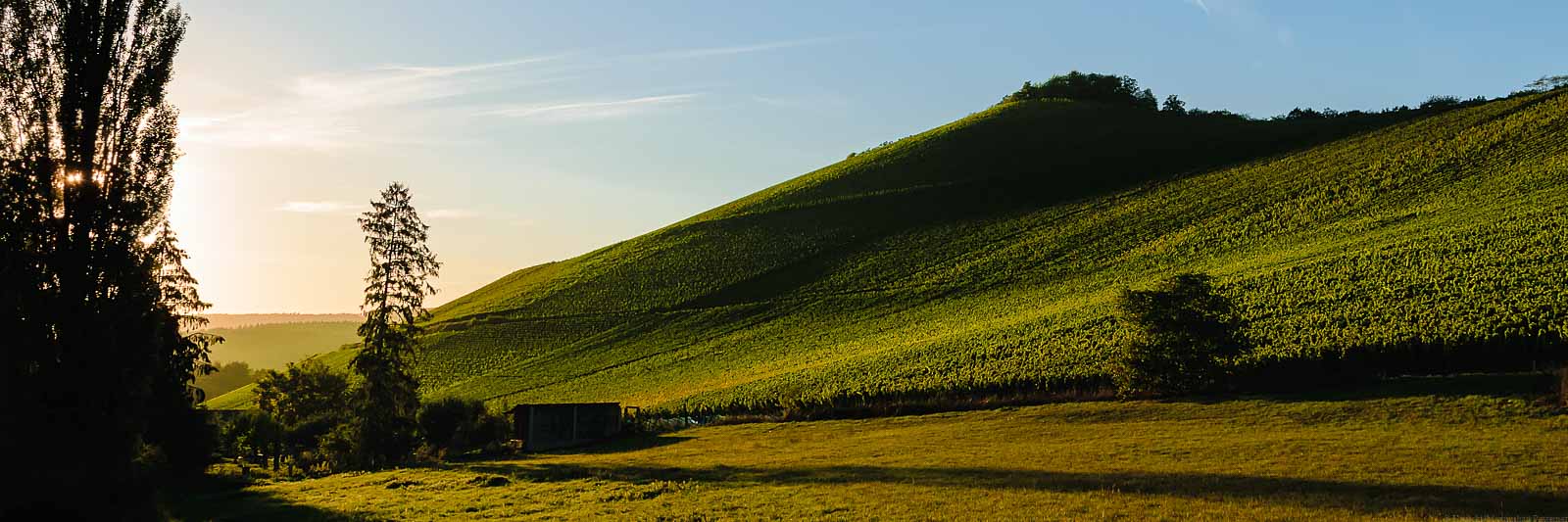 Sonnenuntergang am Weinberg Wiltinger Scharzhofberger. Vorne ist eine Wiese. Links sind Bäume und der Scharzhof. Der Himmel ist rötlich und blau.